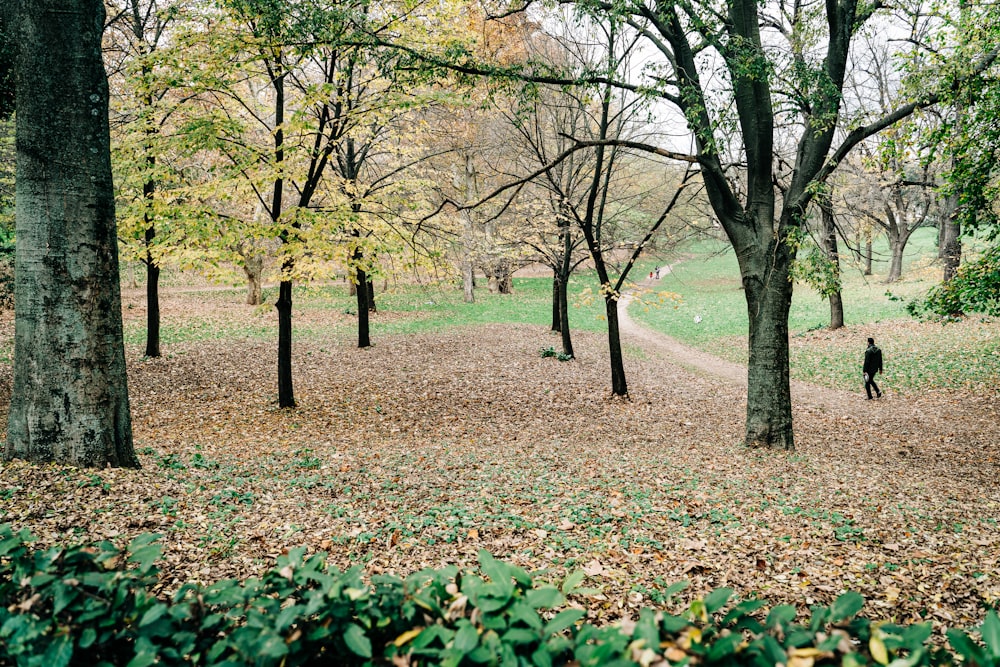 brown trees on green grass field during daytime