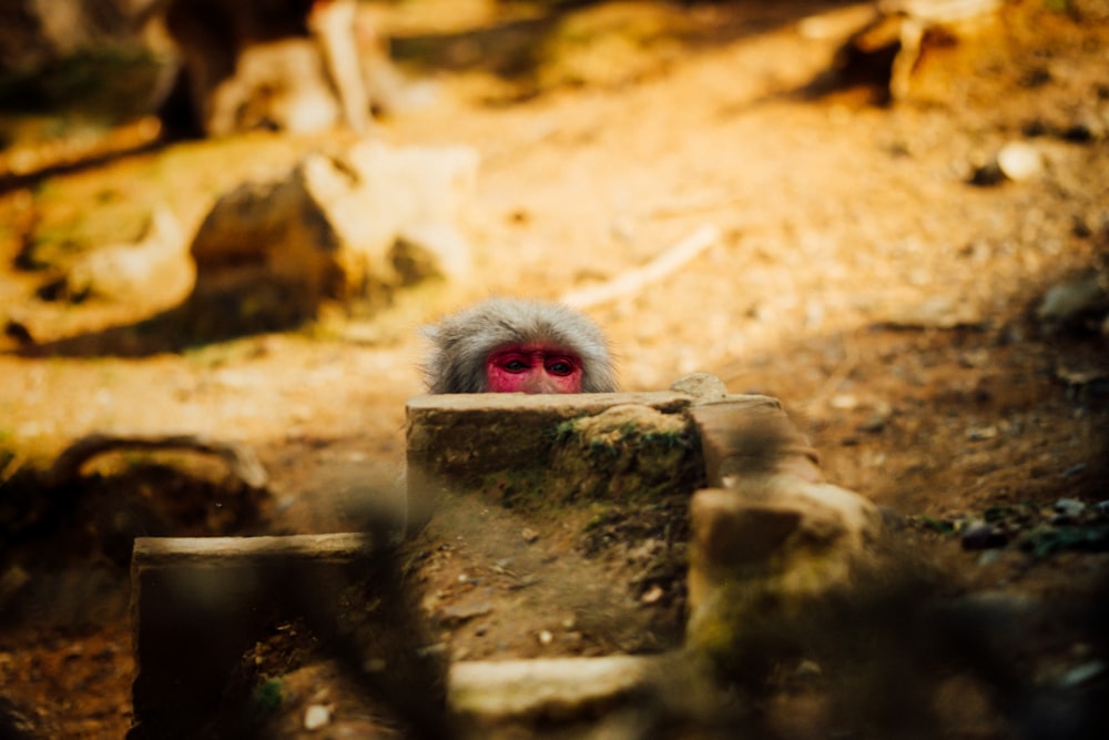 gray monkey on brown log during daytime