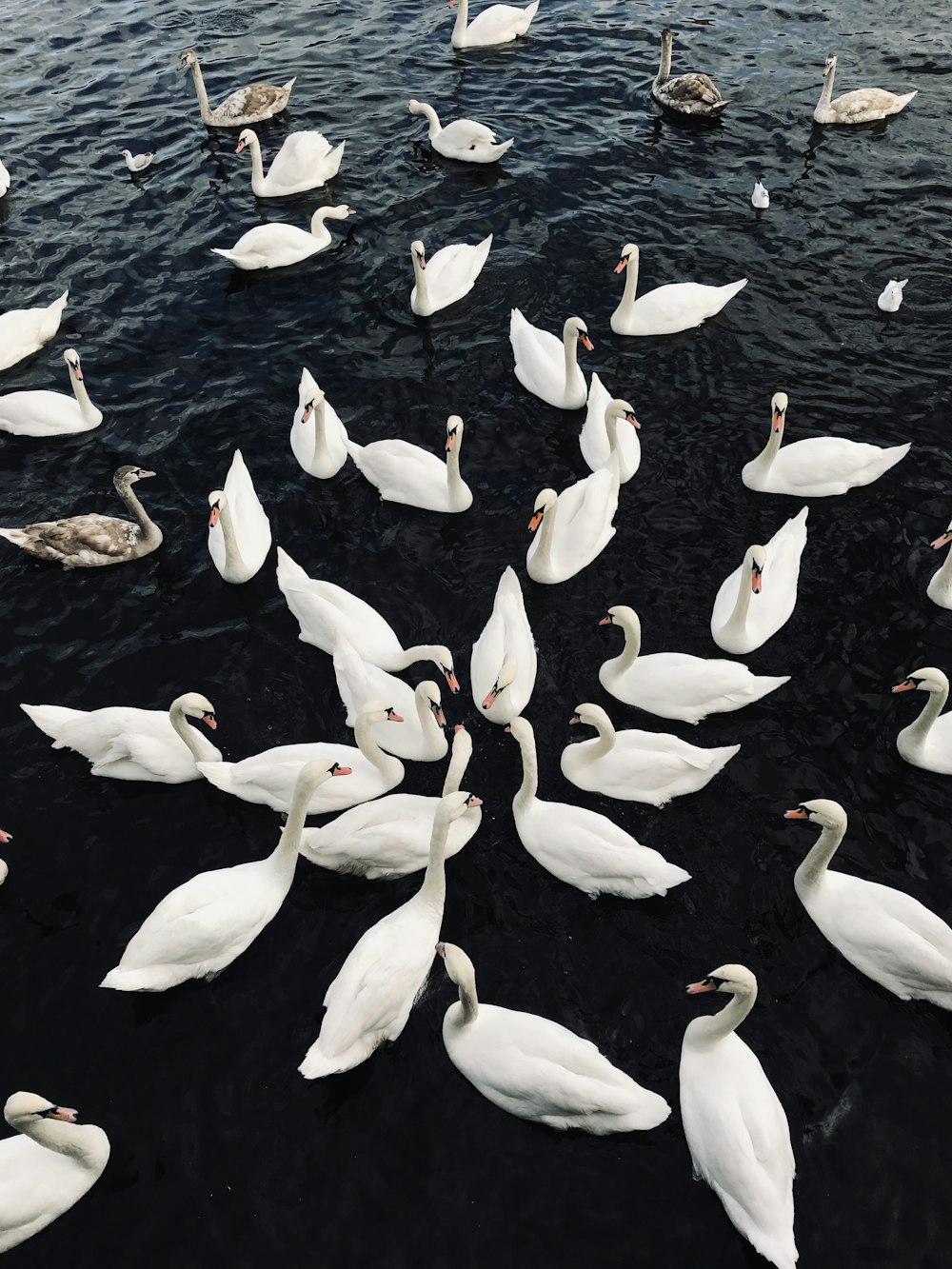 white and black birds on water