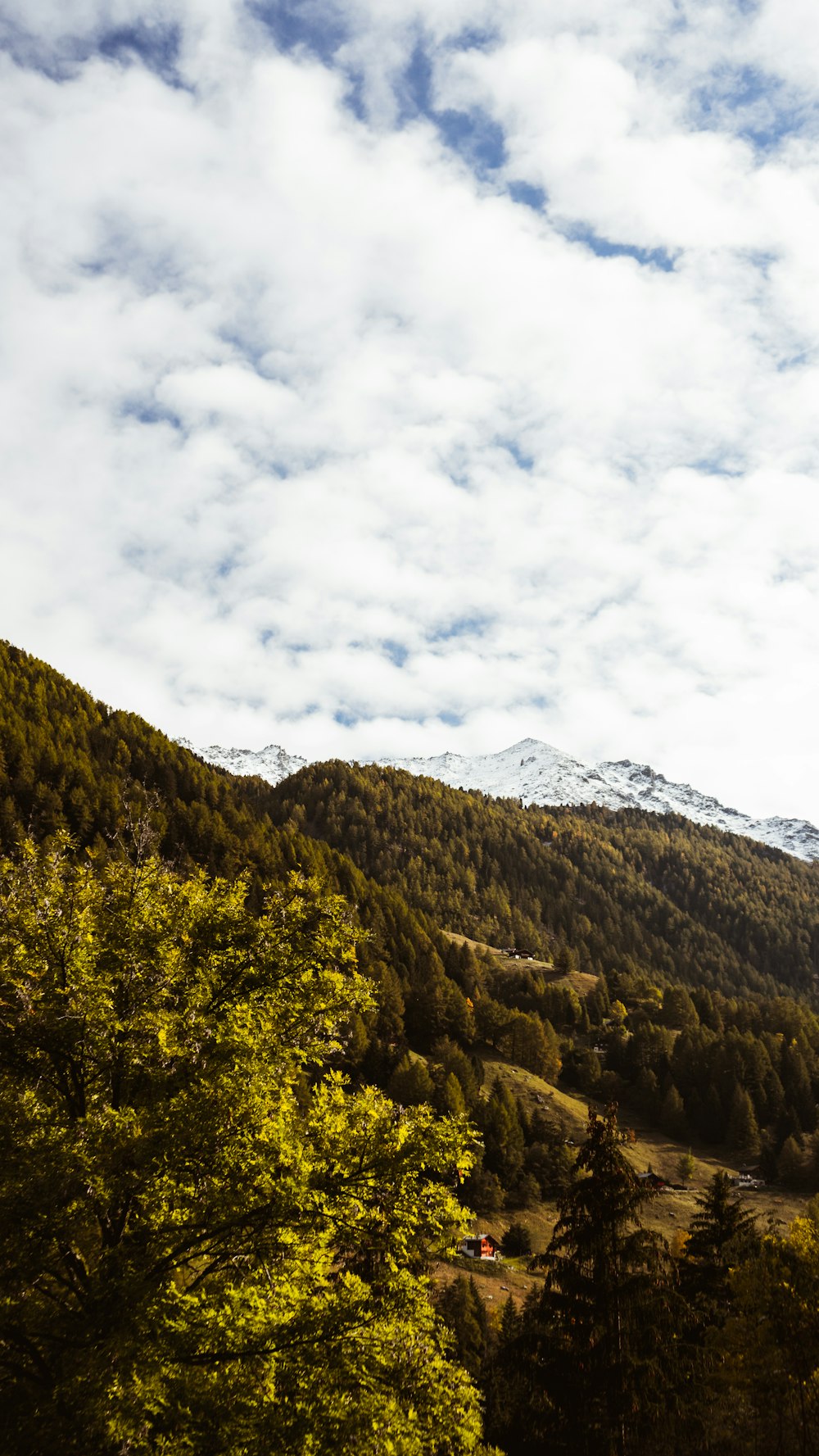 green trees on mountain under white clouds during daytime