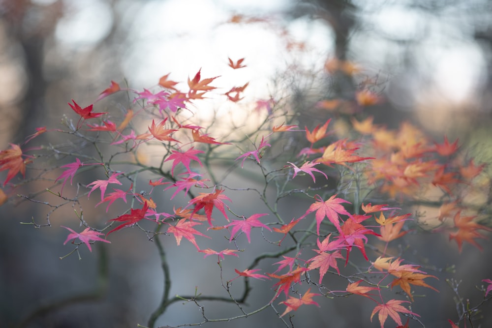 red maple leaves in tilt shift lens