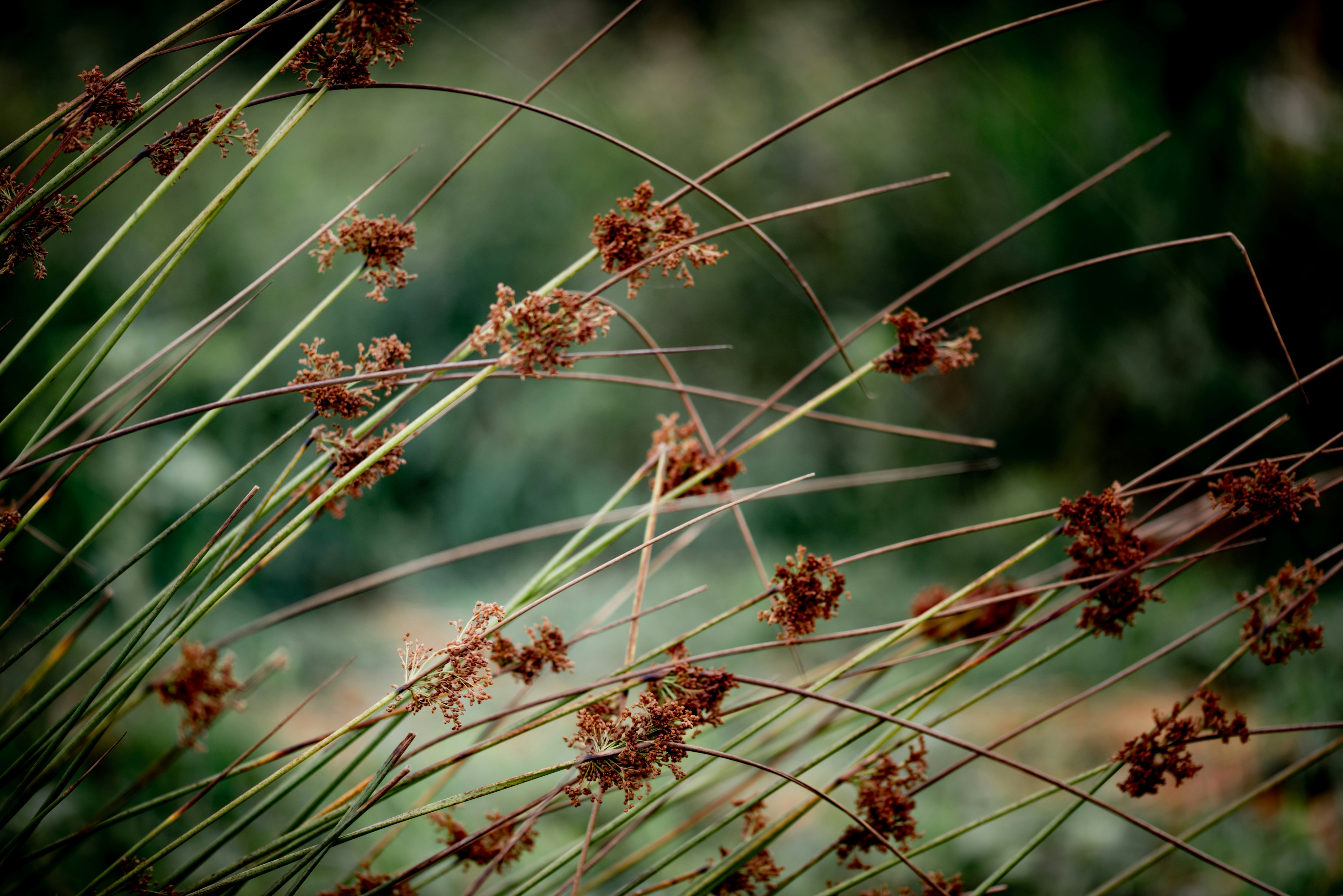 Photo by lauraadaiphoto