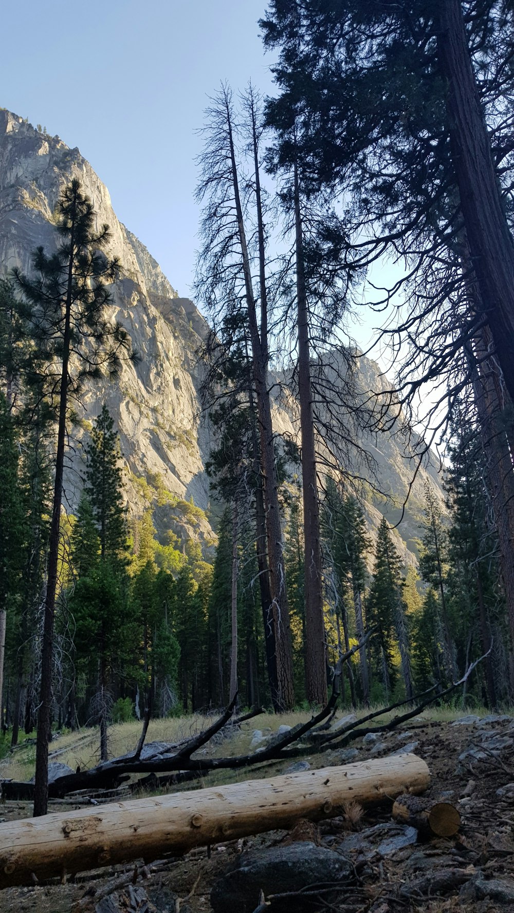 green trees near mountain during daytime