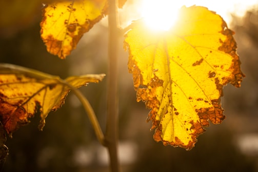 Close-up of belab smiling gently as sunlight filters through autumn leaves in golden hues