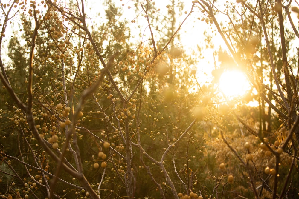 green tree with brown fruits during daytime