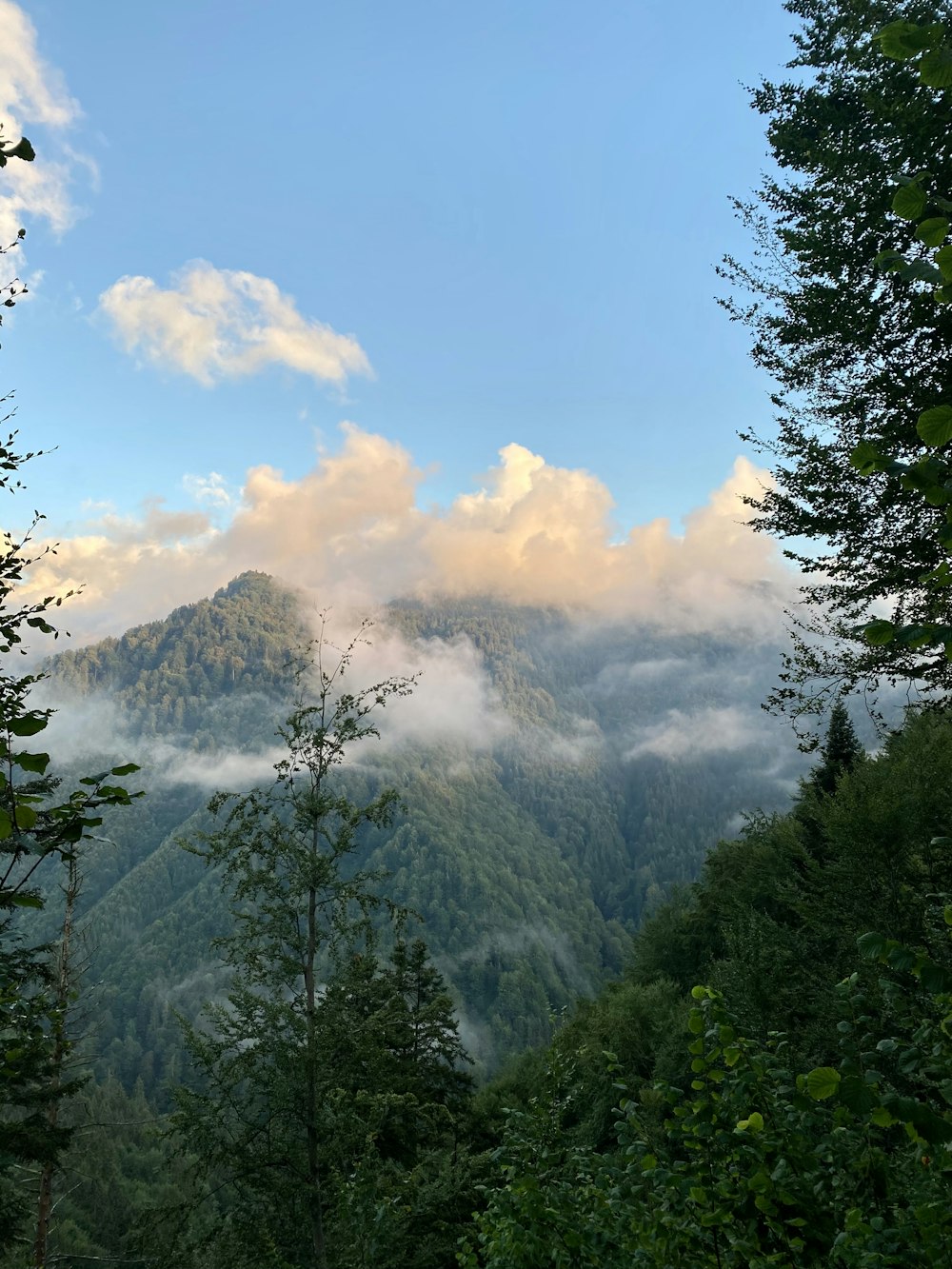 alberi verdi sulla montagna sotto nuvole bianche e cielo blu durante il giorno