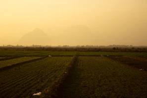 A serene morning view of the Verdaviva farm fields with rows of crops