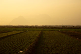 A serene morning view of the Verdaviva farm fields with rows of crops