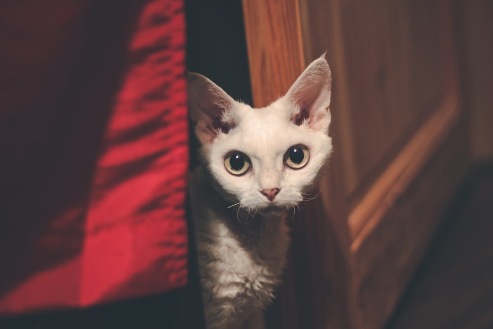 white cat on red textile