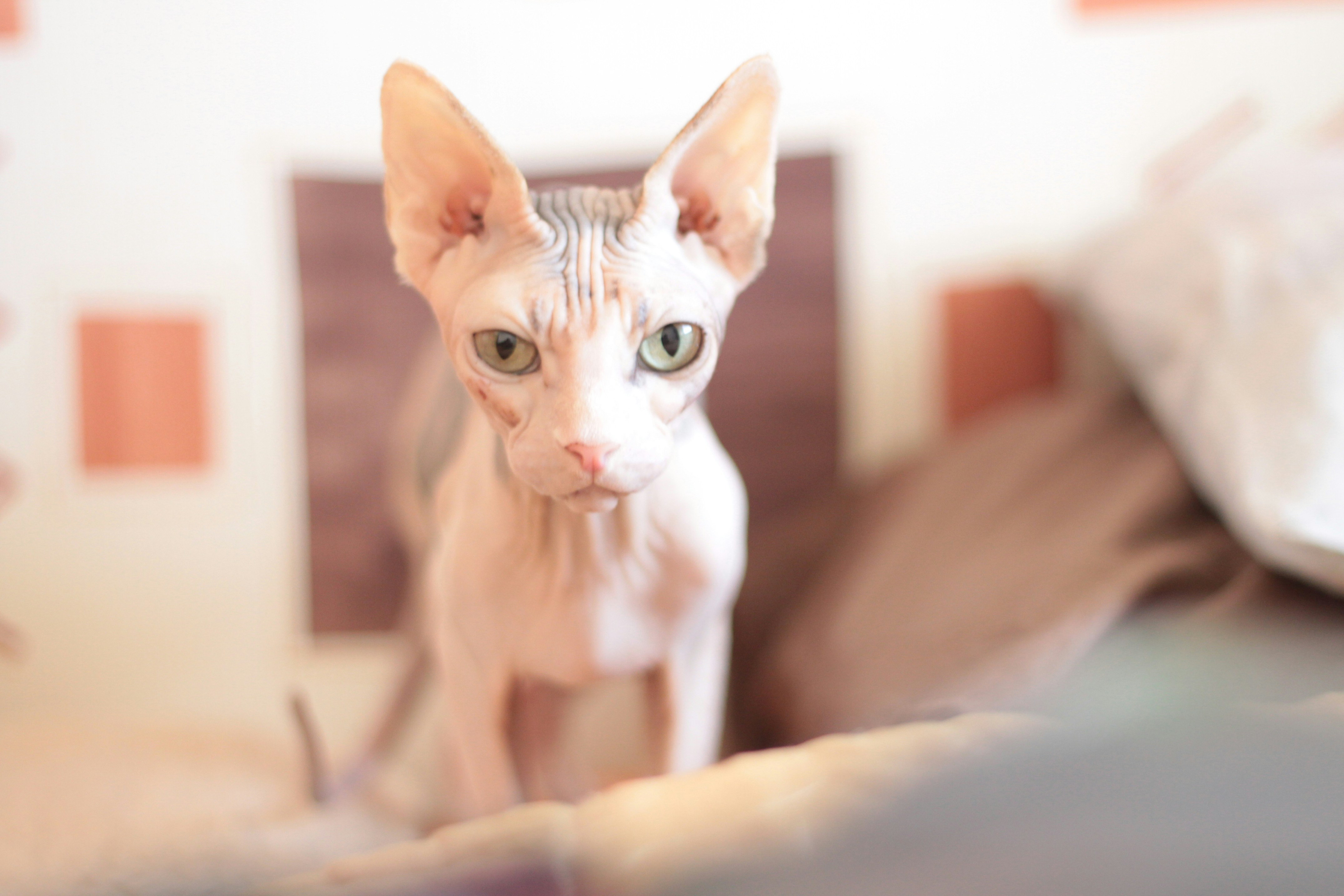 Peterbald: The Elegant, Affectionate Athlete (image credits: unsplash)