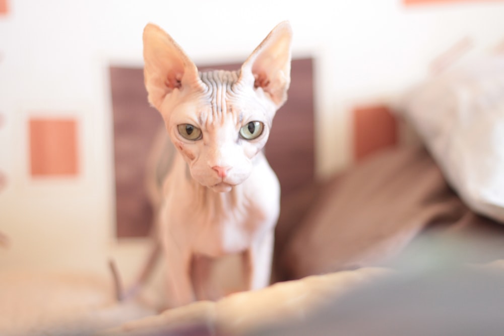 white cat on brown textile