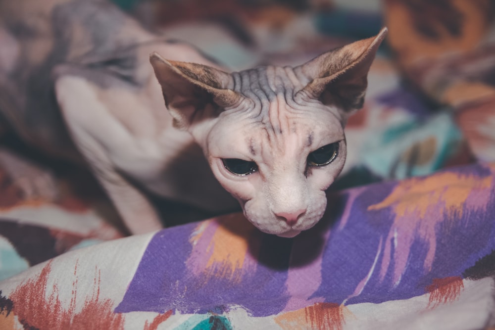 white and black cat on red blue and yellow textile