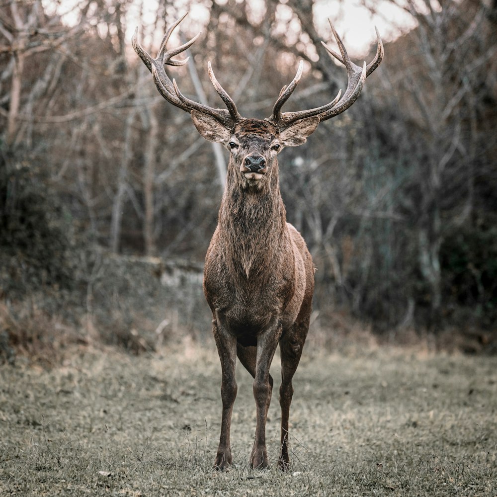 brown deer standing on brown grass field during daytime