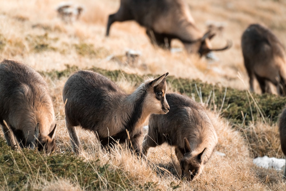 three black and brown goats on brown grass during daytime