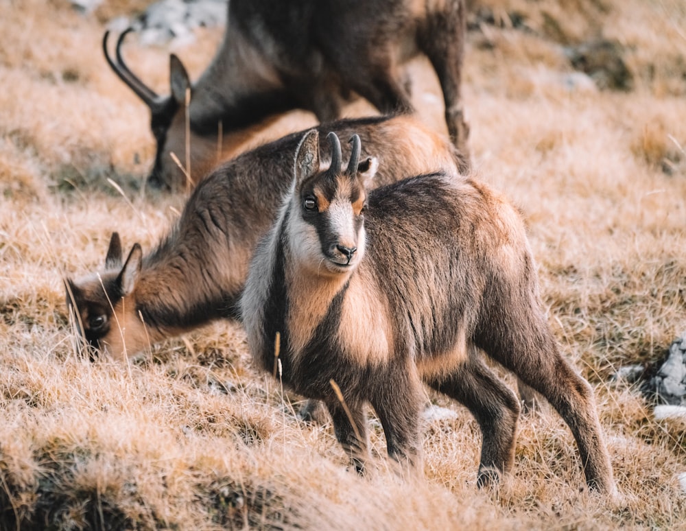 brown and black animal on brown grass during daytime