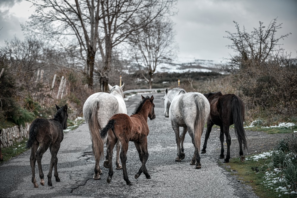 white and brown horses on gray asphalt road during daytime