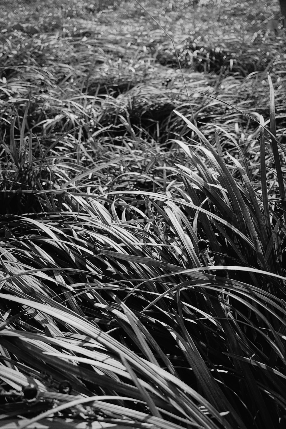 grayscale photo of grass field