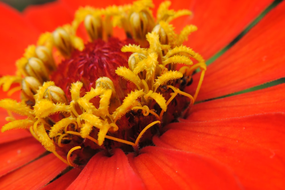 red and yellow flower in close up photography