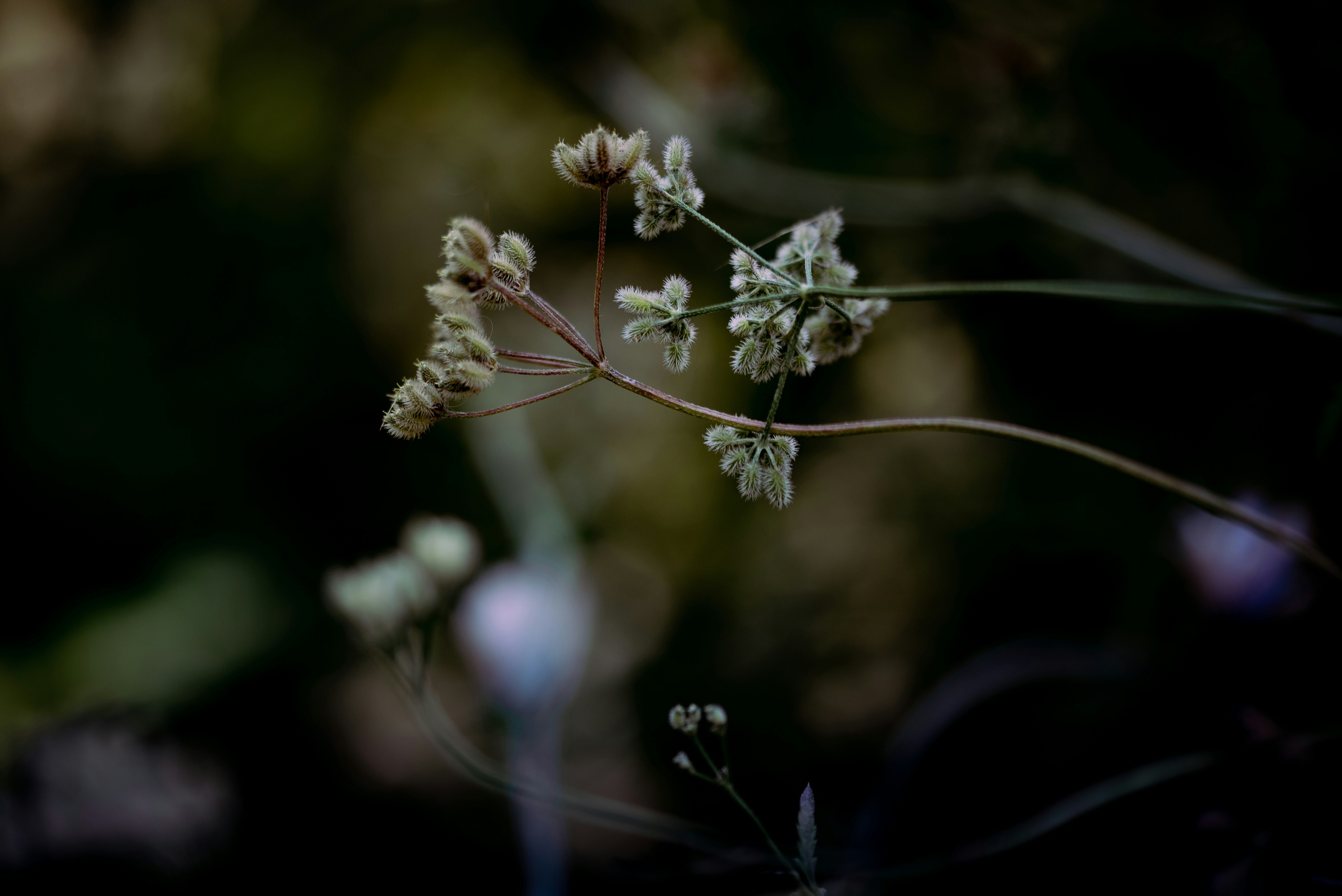 Photo by lauraadaiphoto