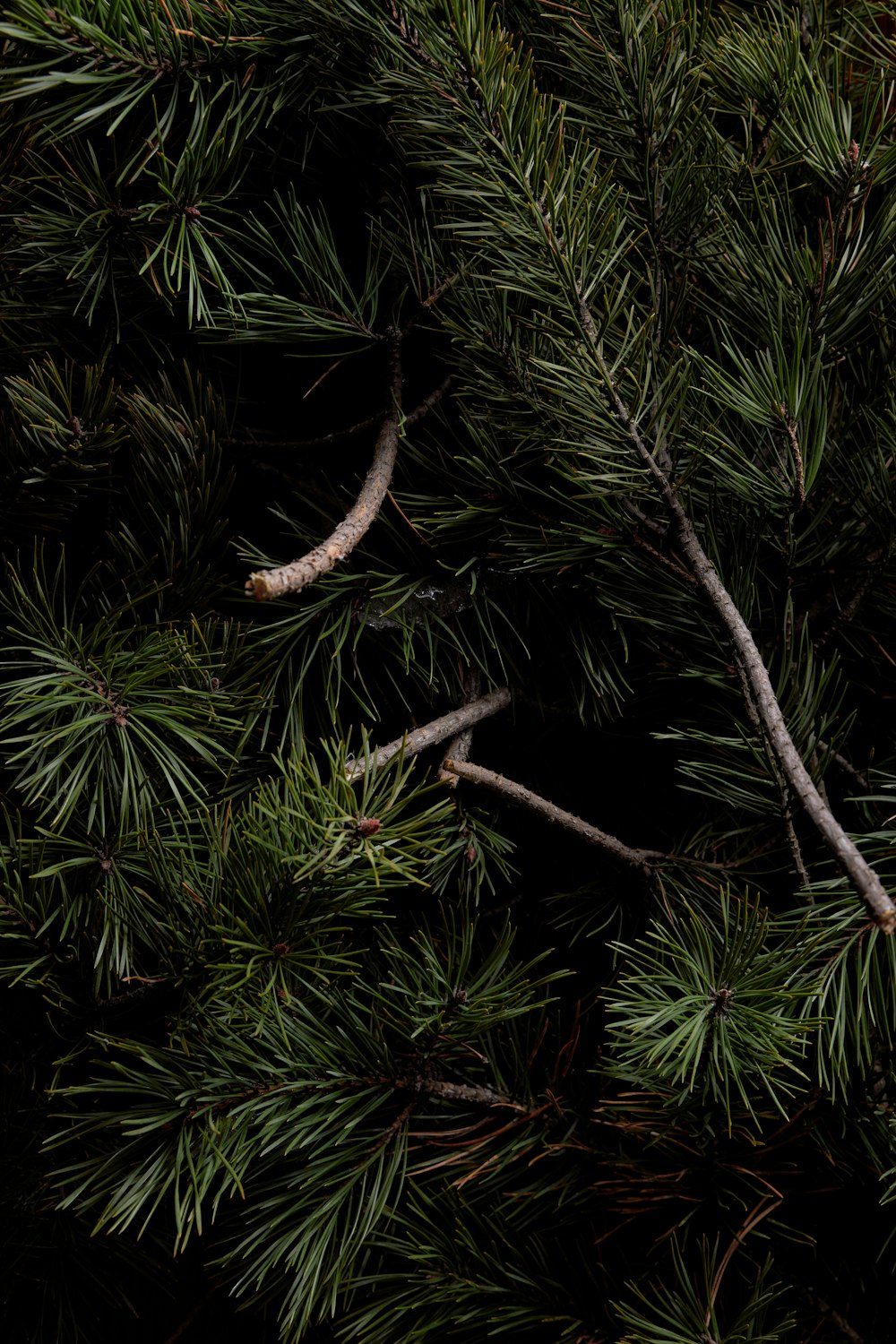 green pine tree with brown stem