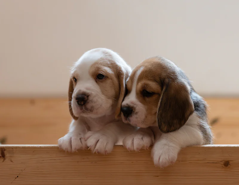 Ahşap bir kutunun kenarına patilerini dayamış, birbirine sokulmuş iki tricolor Beagle yavrusu