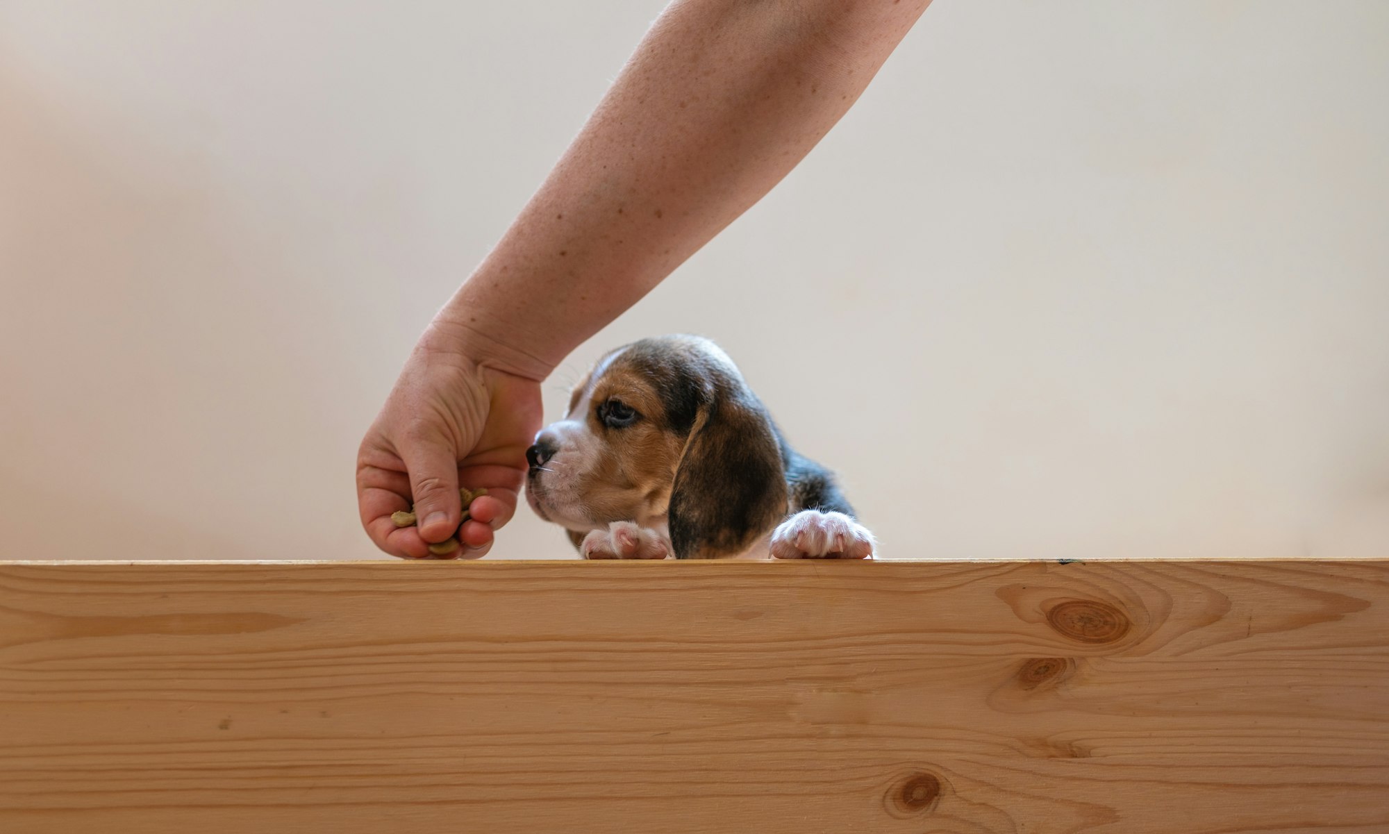 Owning Beagle puppy