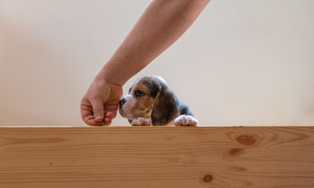 tricolor beagle puppy on brown wooden table