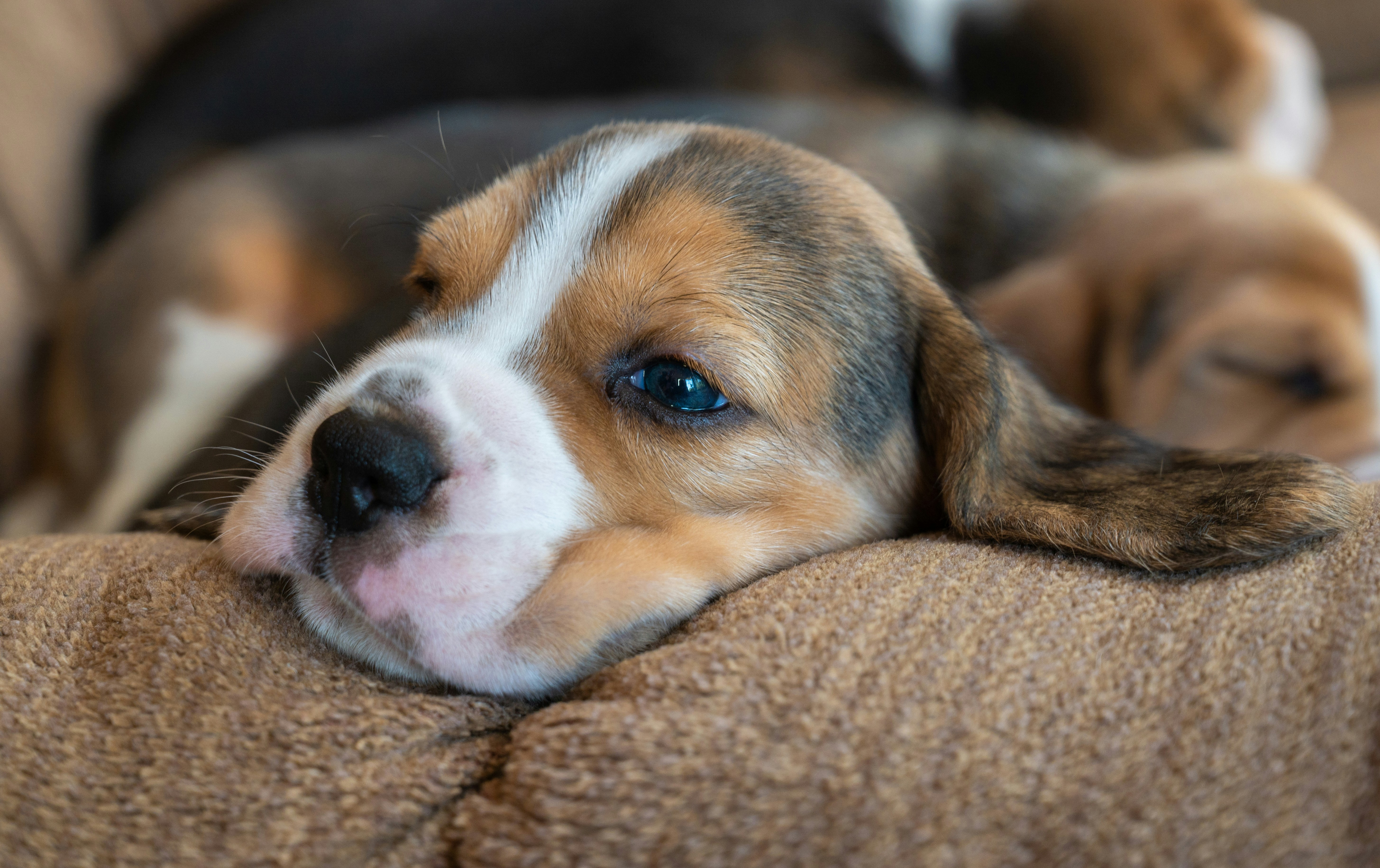 Beagle pups