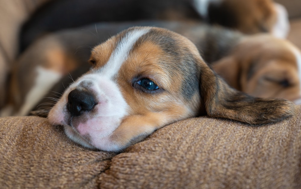 tricolor beagle puppy lying on brown textile