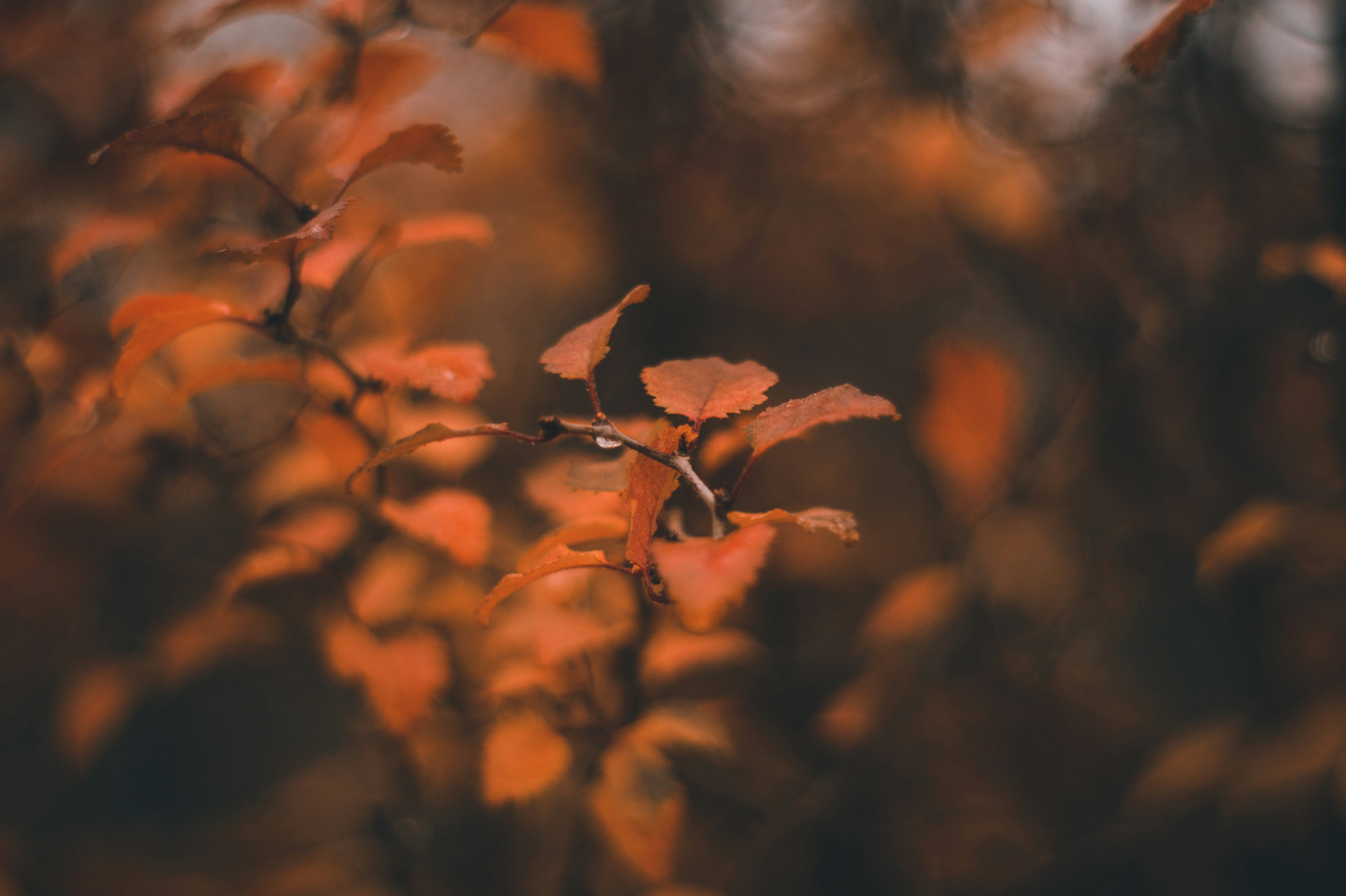 Photo by lindachrphotography