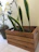 A beautifully arranged shipment box filled with premium ornamental sansevierias ready for export.