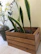 A beautifully arranged shipment box filled with premium ornamental sansevierias ready for export.