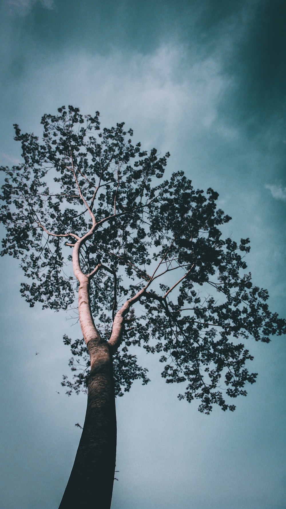 green tree under blue sky