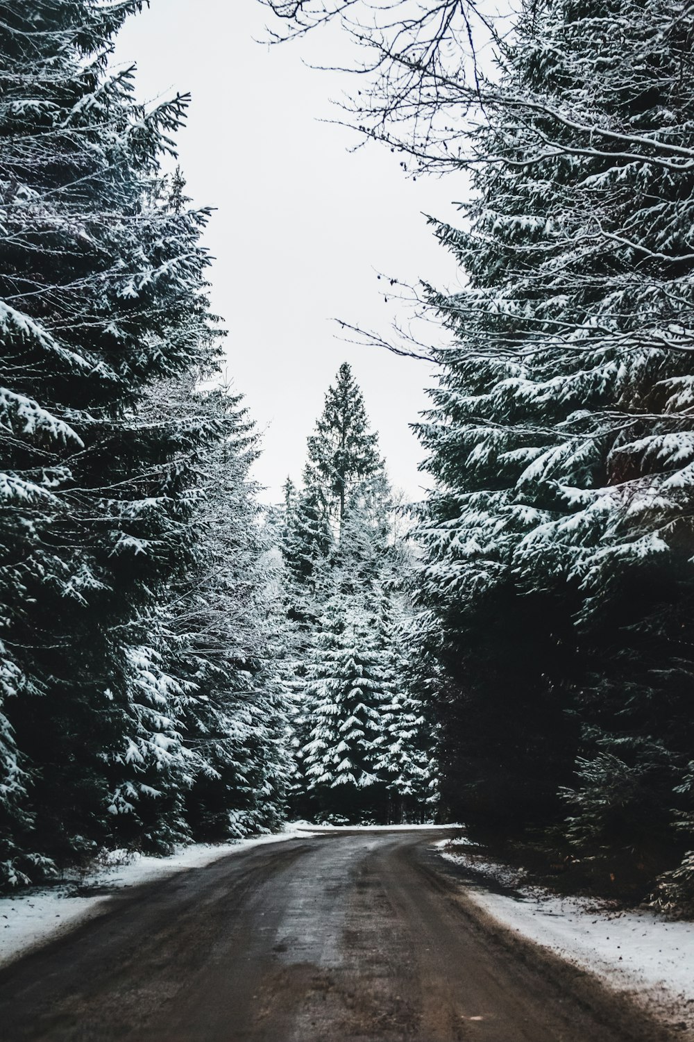 green pine trees covered with snow during daytime