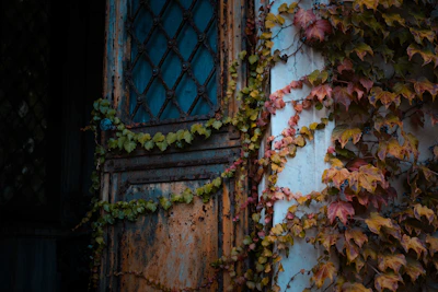 Close-up of a rustic wooden door with climbing ivy on the side of a country house.