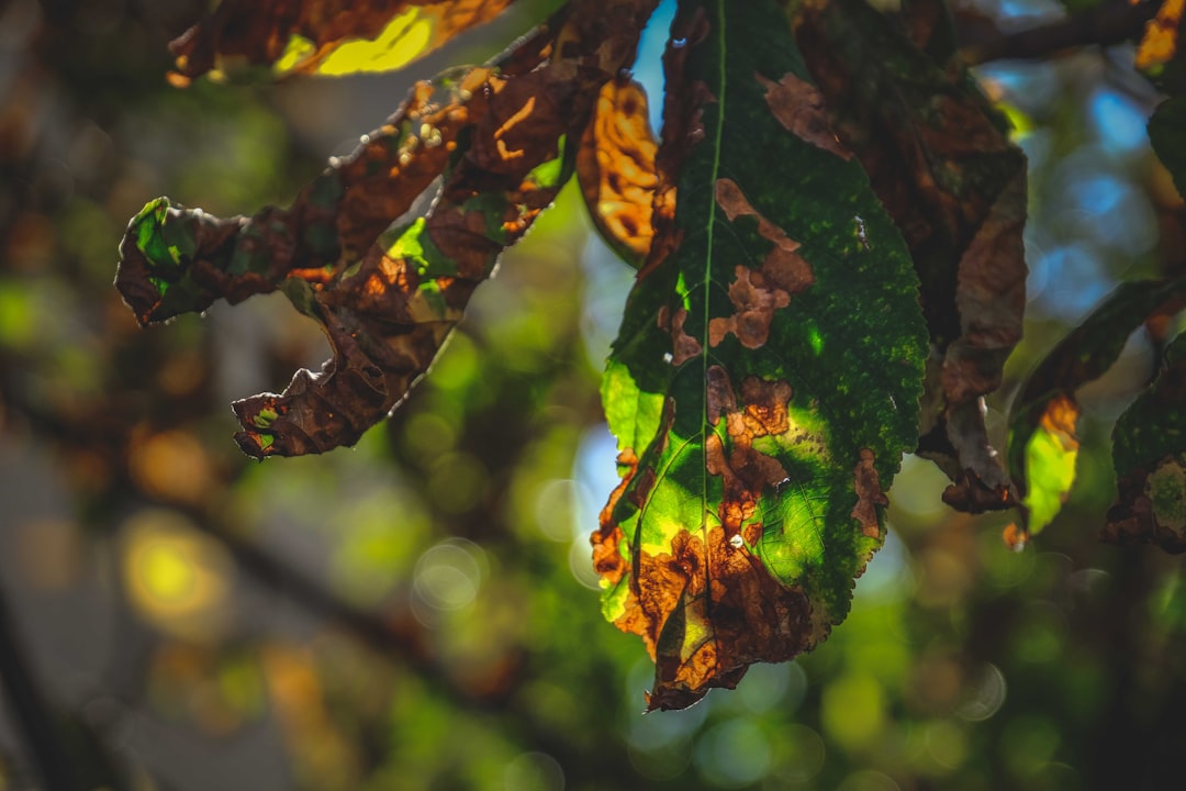 brown and green leaves in tilt shift lens