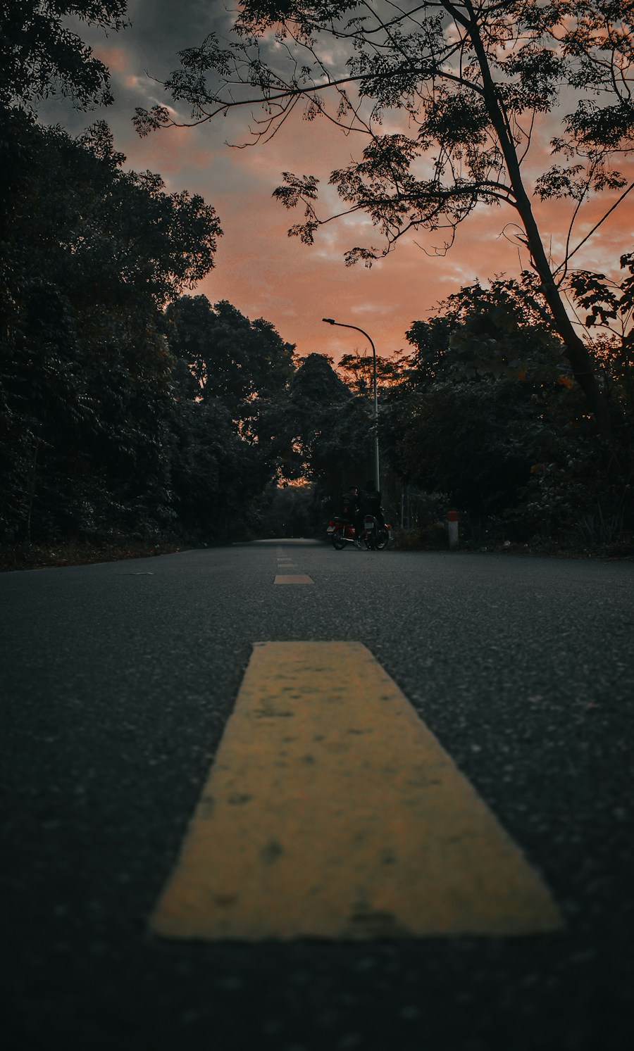 Dark moody road through trees