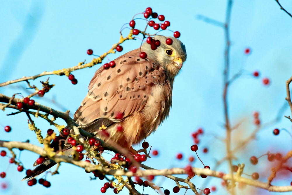 brown and white bird on tree branch