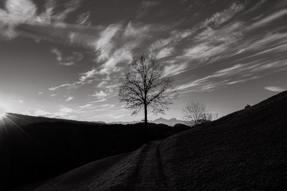 silhouette of bare tree under cloudy sky during daytime