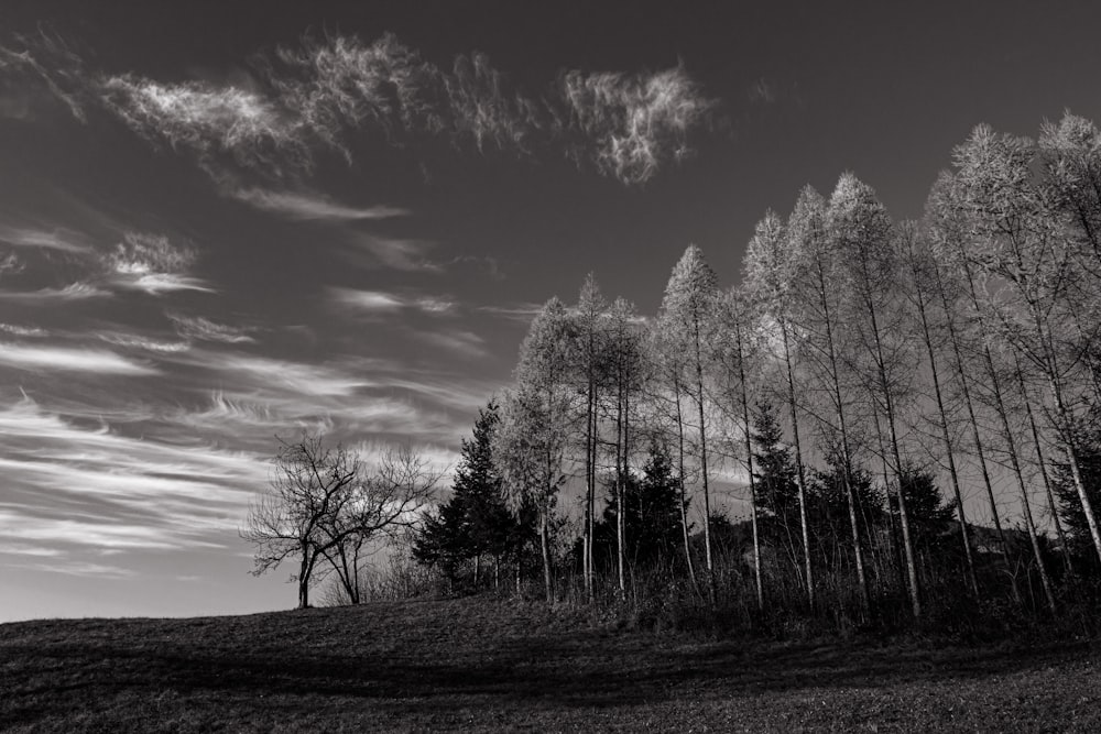 green trees under blue sky during daytime