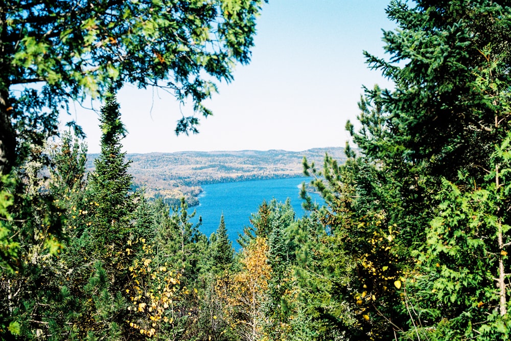 green trees near body of water during daytime