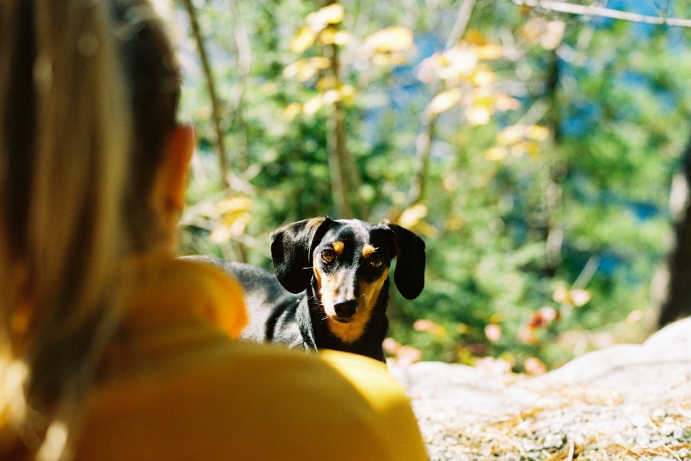 black and tan short coat medium sized dog