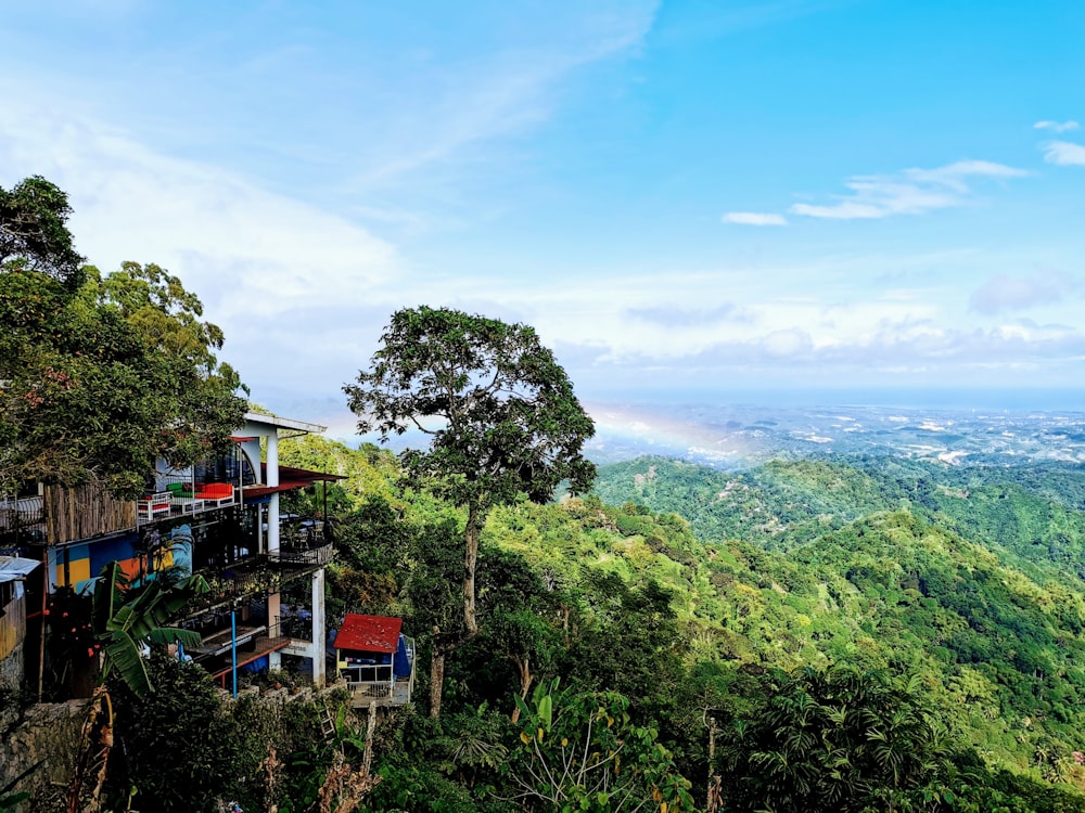 green trees on mountain during daytime