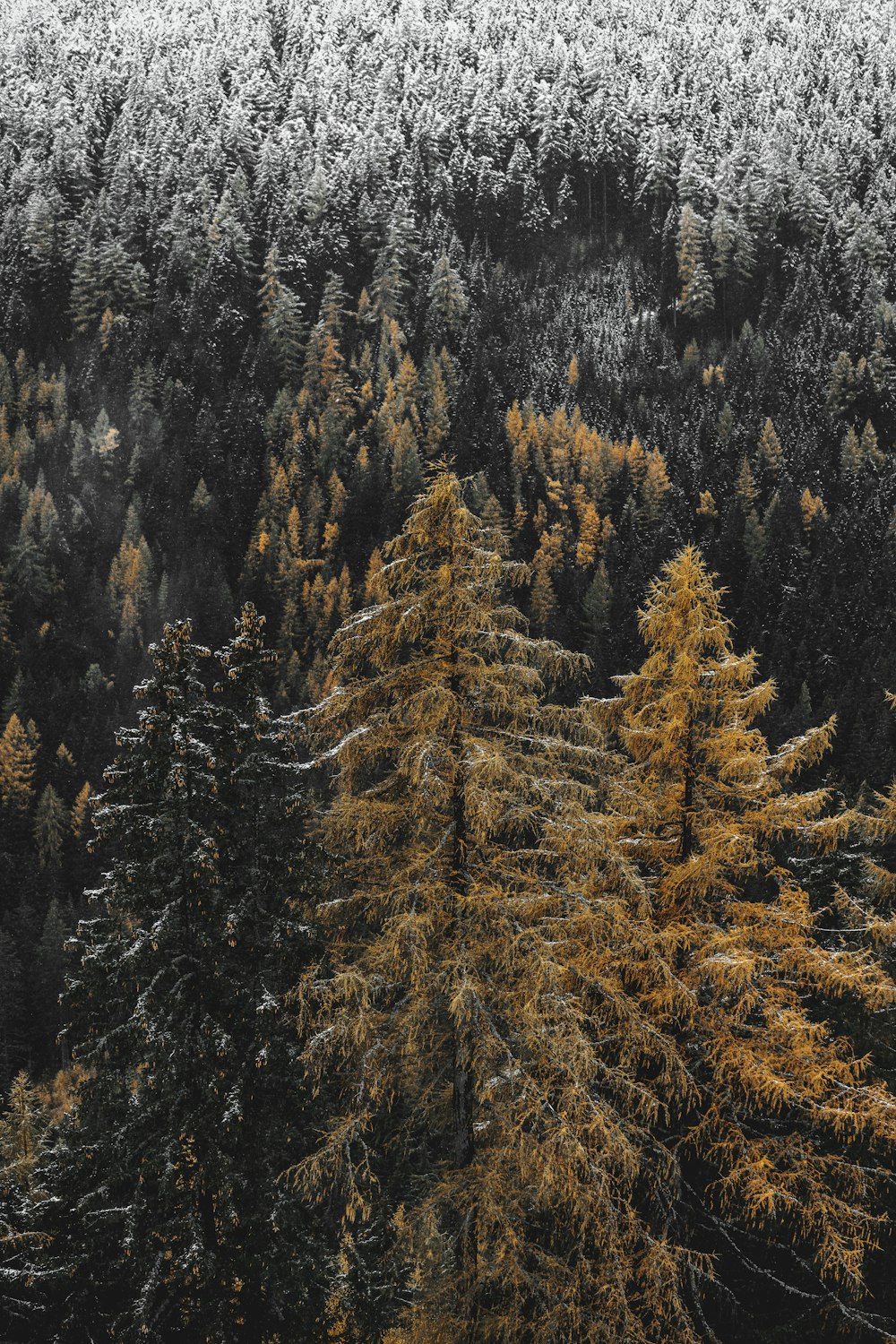 green pine trees on mountain