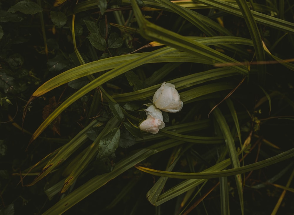 white flower with green leaves