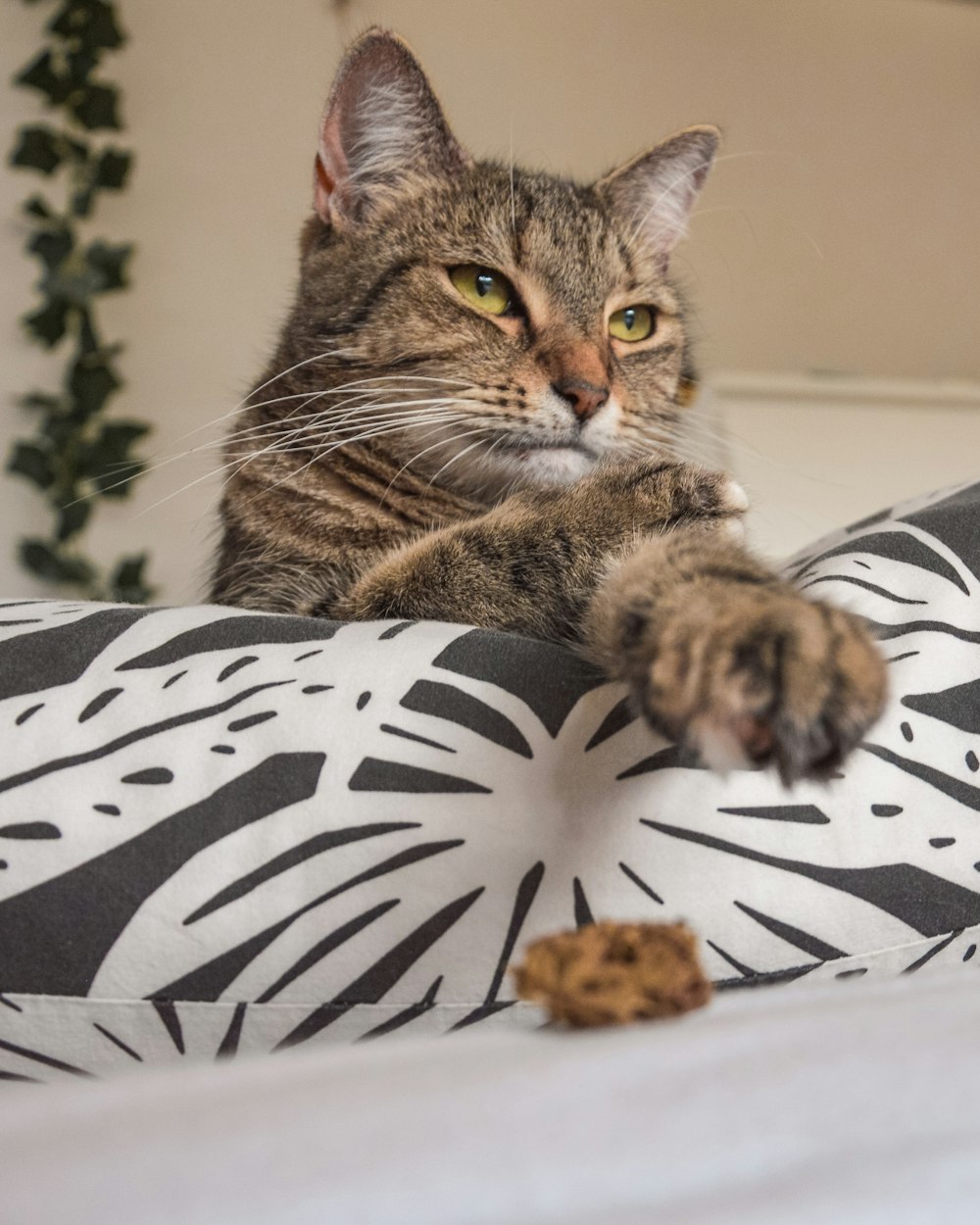 brown tabby cat on white and black zebra print textile