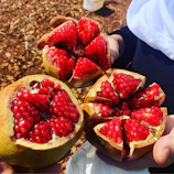 Farm workers gently harvesting fresh pomegranates by hand.
