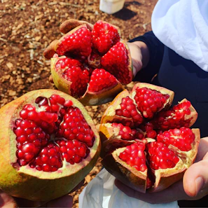 Farm workers gently harvesting fresh pomegranates by hand.