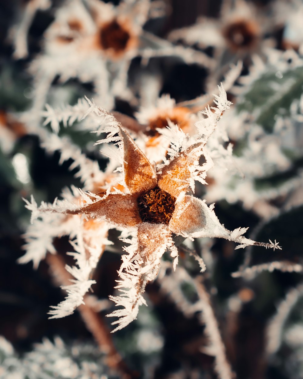 white and brown plant in close up photography