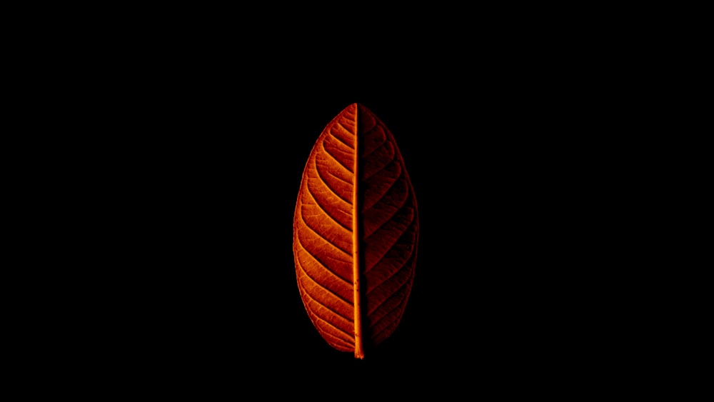 orange leaf in dark room